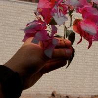 A flower in the writer’s hand. 