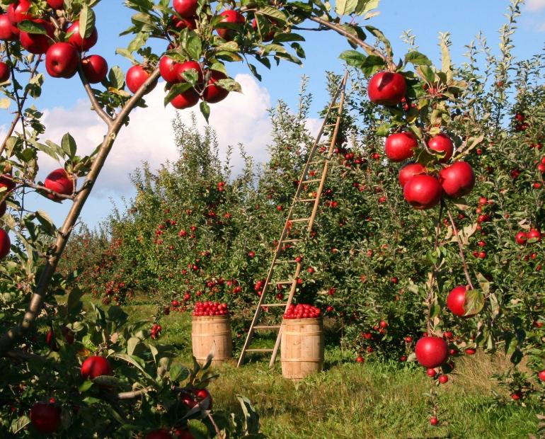 An apple orchard. In the background, a ladder stands against a tree and baskets full of apples next to it.