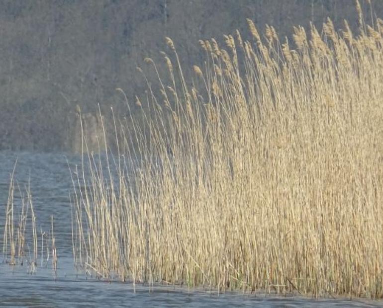 by a lake