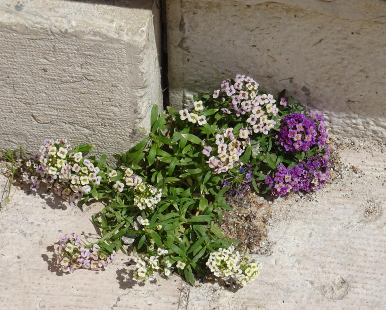 flowers at the ground