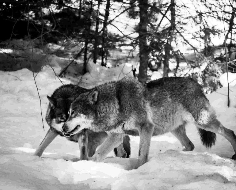 Two volves stan next to each other, they seem to be grinning, in a fores with snow and trees.