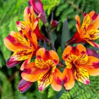 Wreath of orange flowers