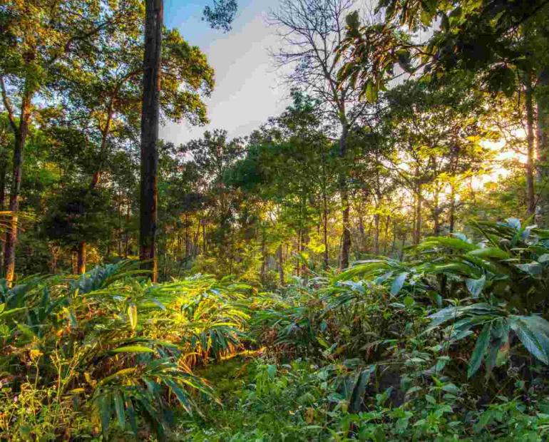 A jungle in India, the light shines through the trees and vegetation.