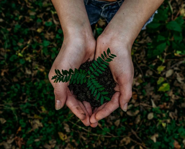 Hands holding a small plant