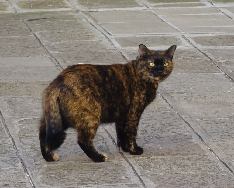 street cat looking kind of angry